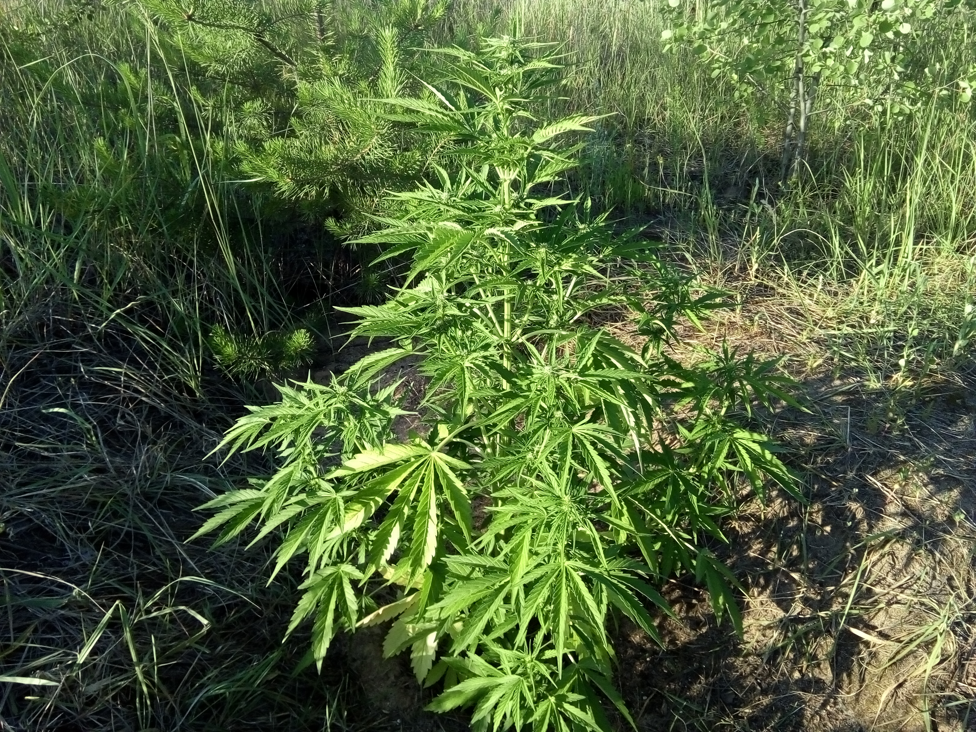 Auto White Widow 47 дней, 95 см..jpg