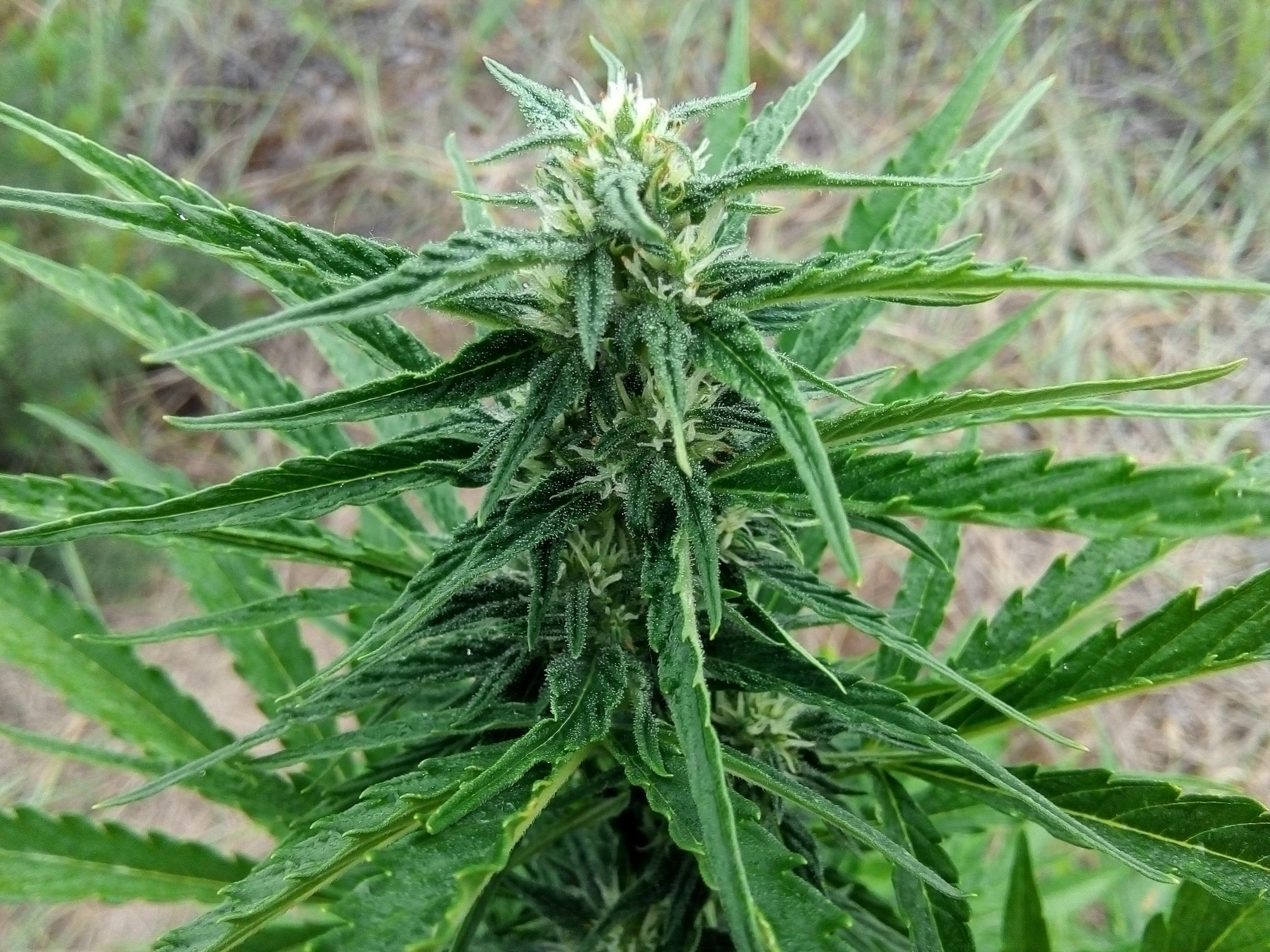 Auto White Widow 51 день.jpg