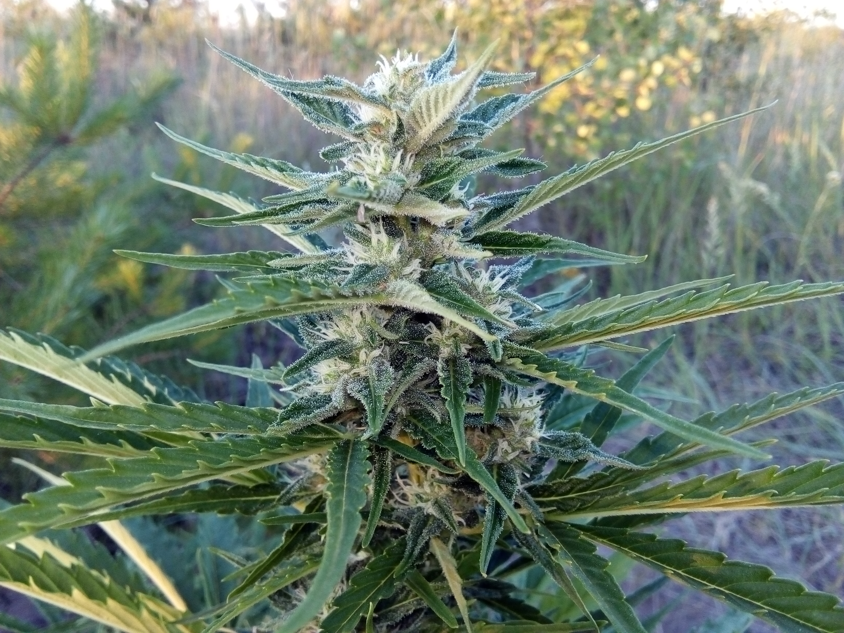 Auto White Widow 55 дней.jpg
