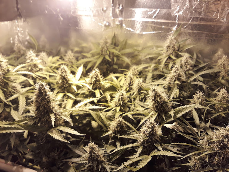 auto white widow.jpg