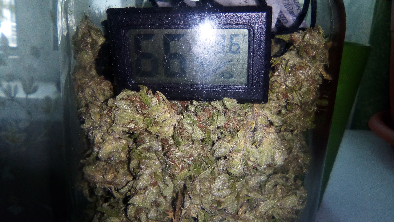 Auto White Widow.jpg