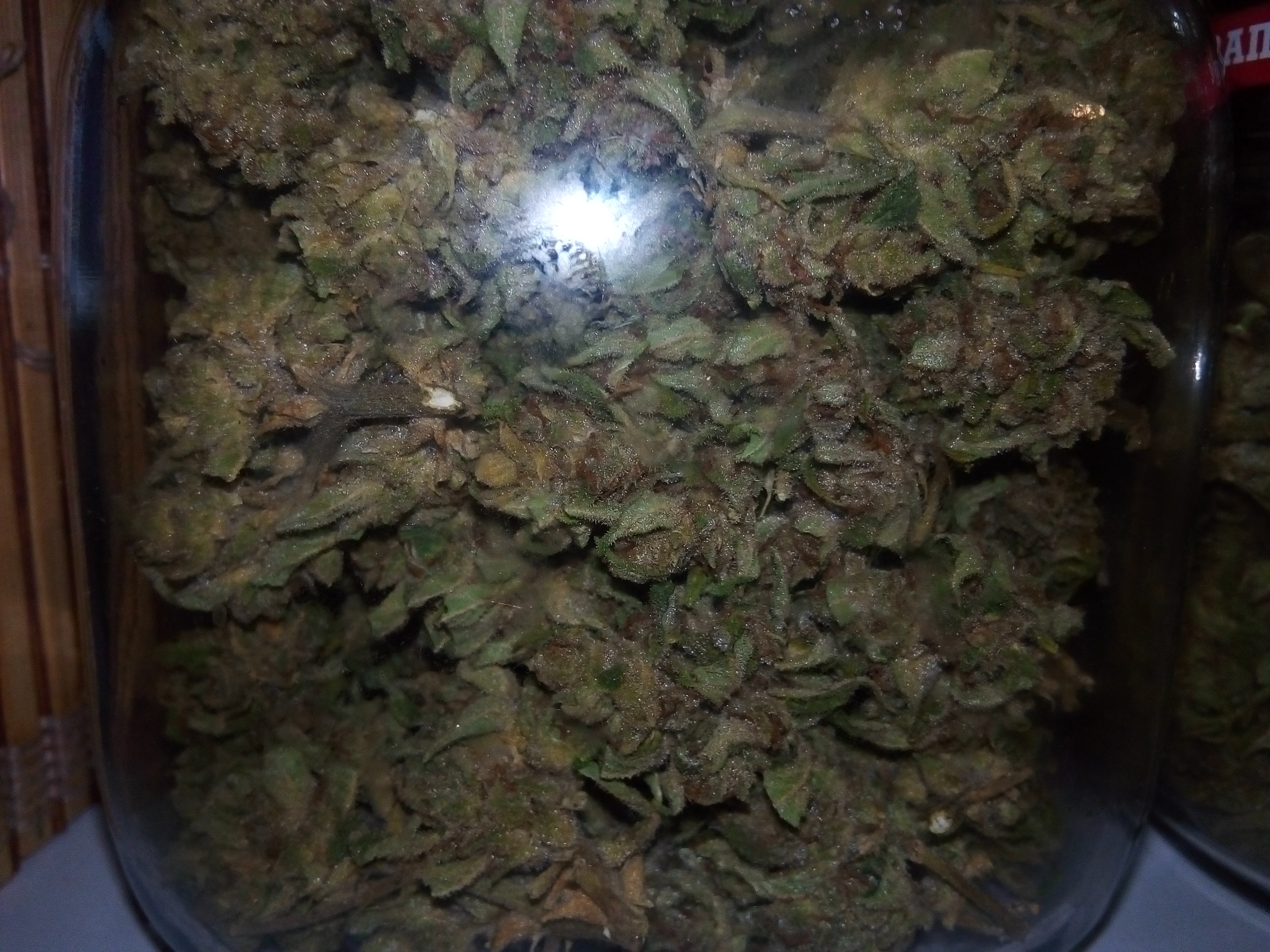 Auto White Widow Уpожай.jpg
