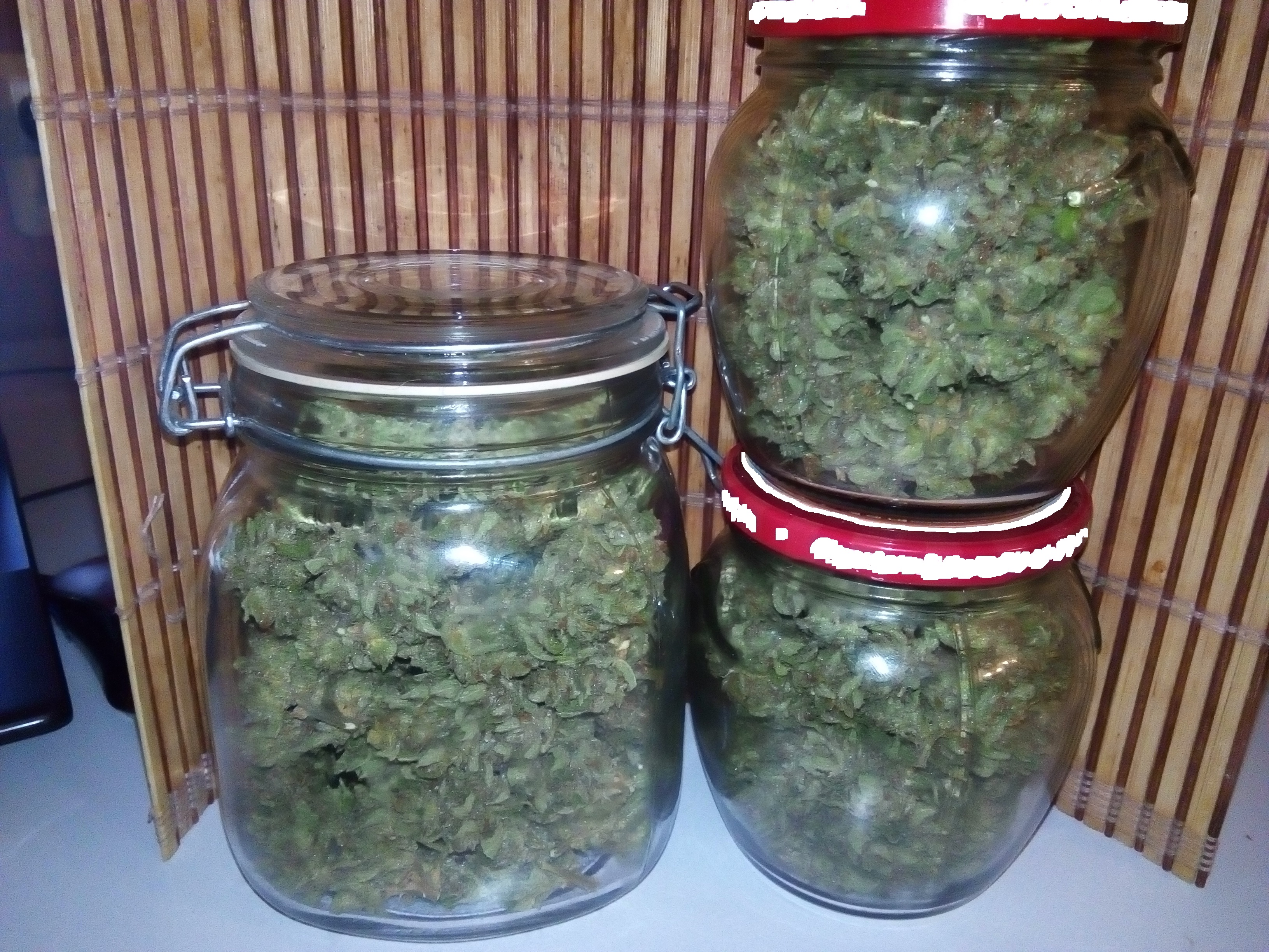 Auto White Widow Урожай.jpg