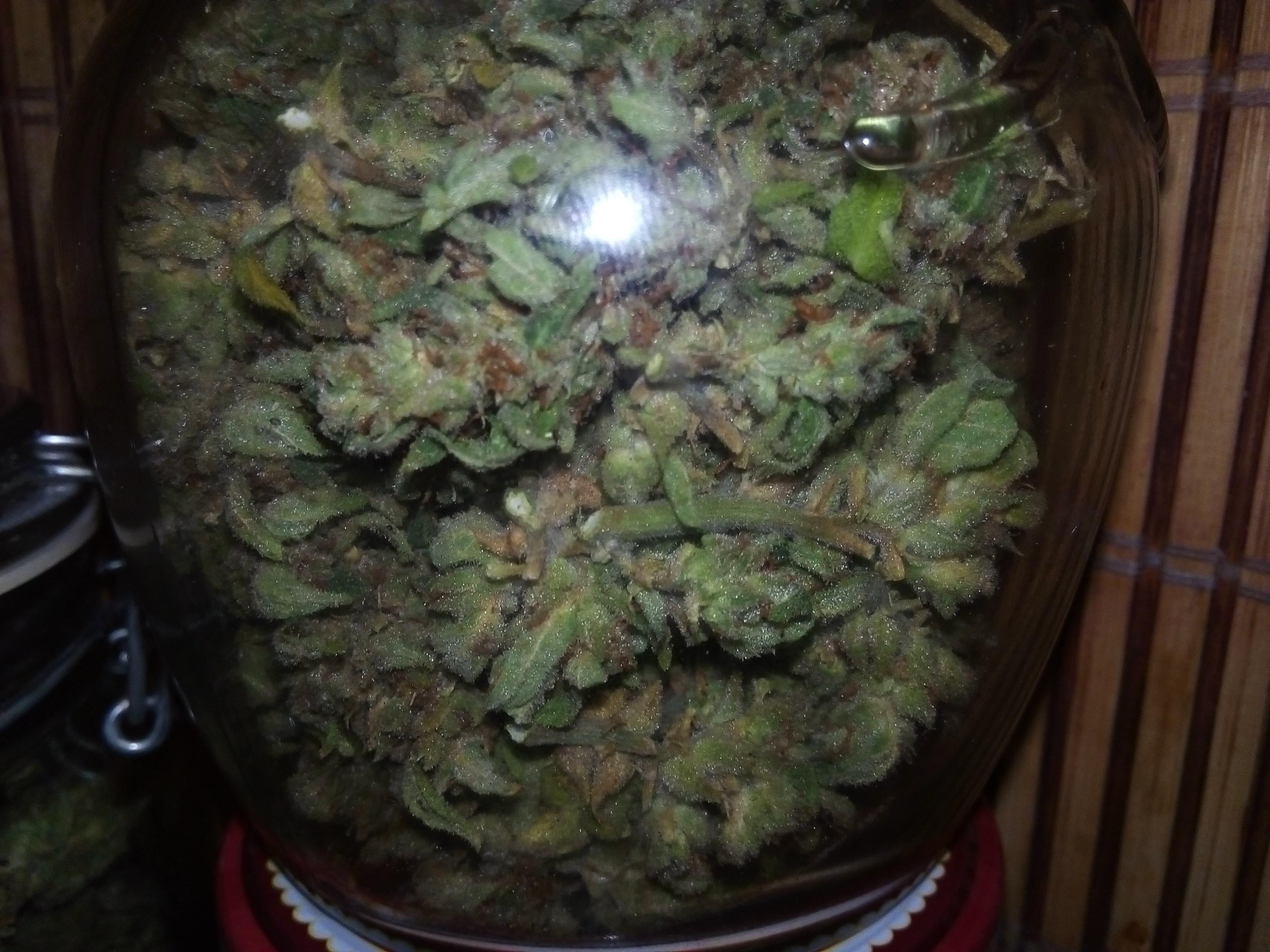 Auto White Widow урожай..jpg
