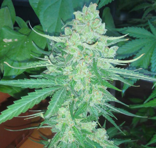 Auto Whiteberry