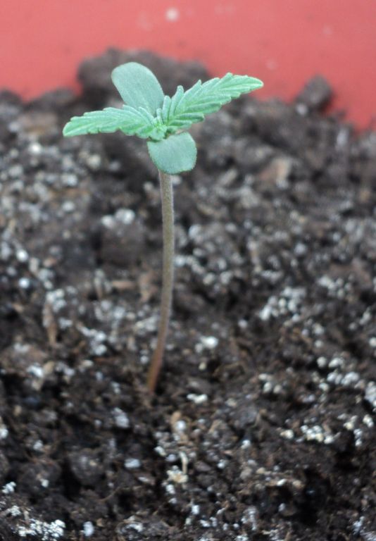 Auto WW f. sp.