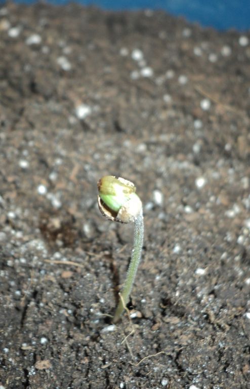 Auto WW f. sp.