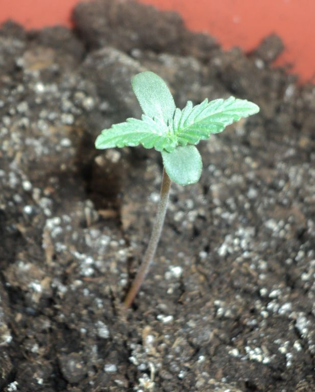 Auto WW f. sp.