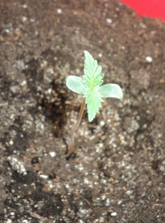 Auto WW f. sp.