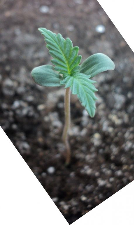 Auto WW f. sp.