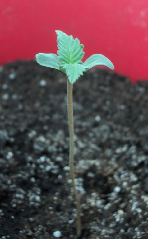 Auto WW f. sp.