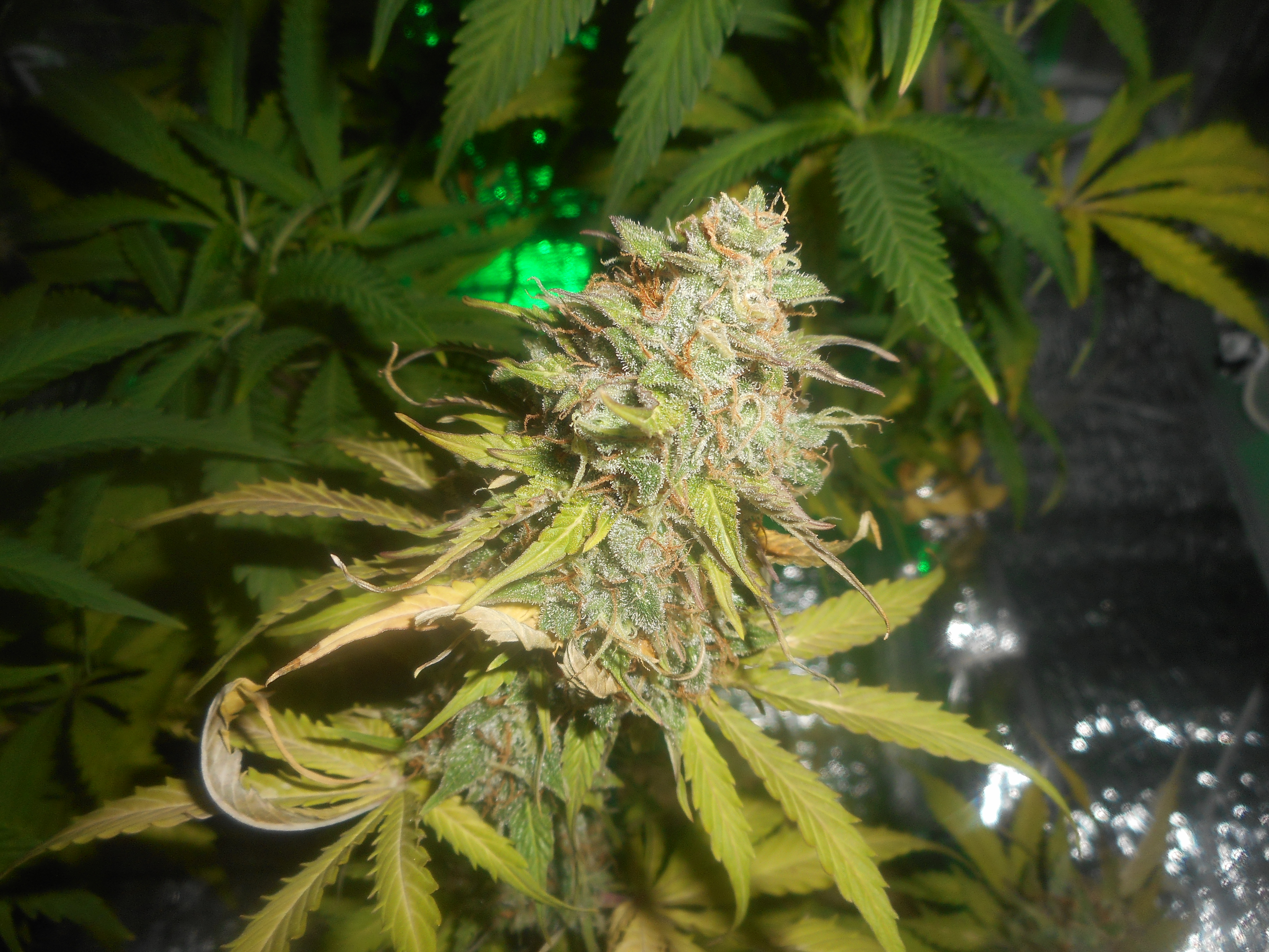 autoCritical_fem
