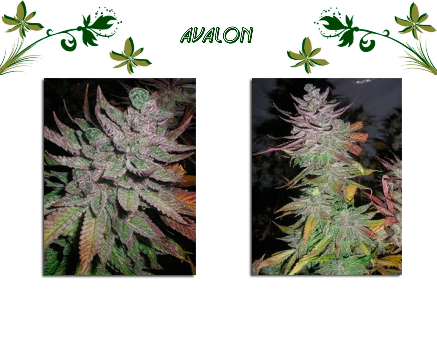 Avalon