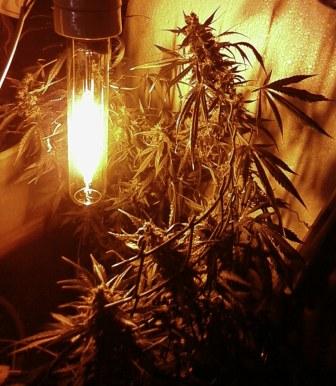 авто АК47 от Grass O Matic