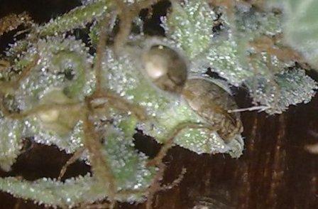 авто АК47 от Grass O Matic
