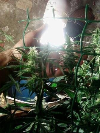 авто АК47 от Grass O Matic