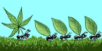 авто АК47 от Grass O Matic
