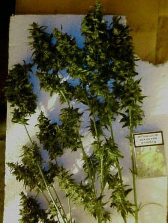 авто АК47 от Grass O Matic