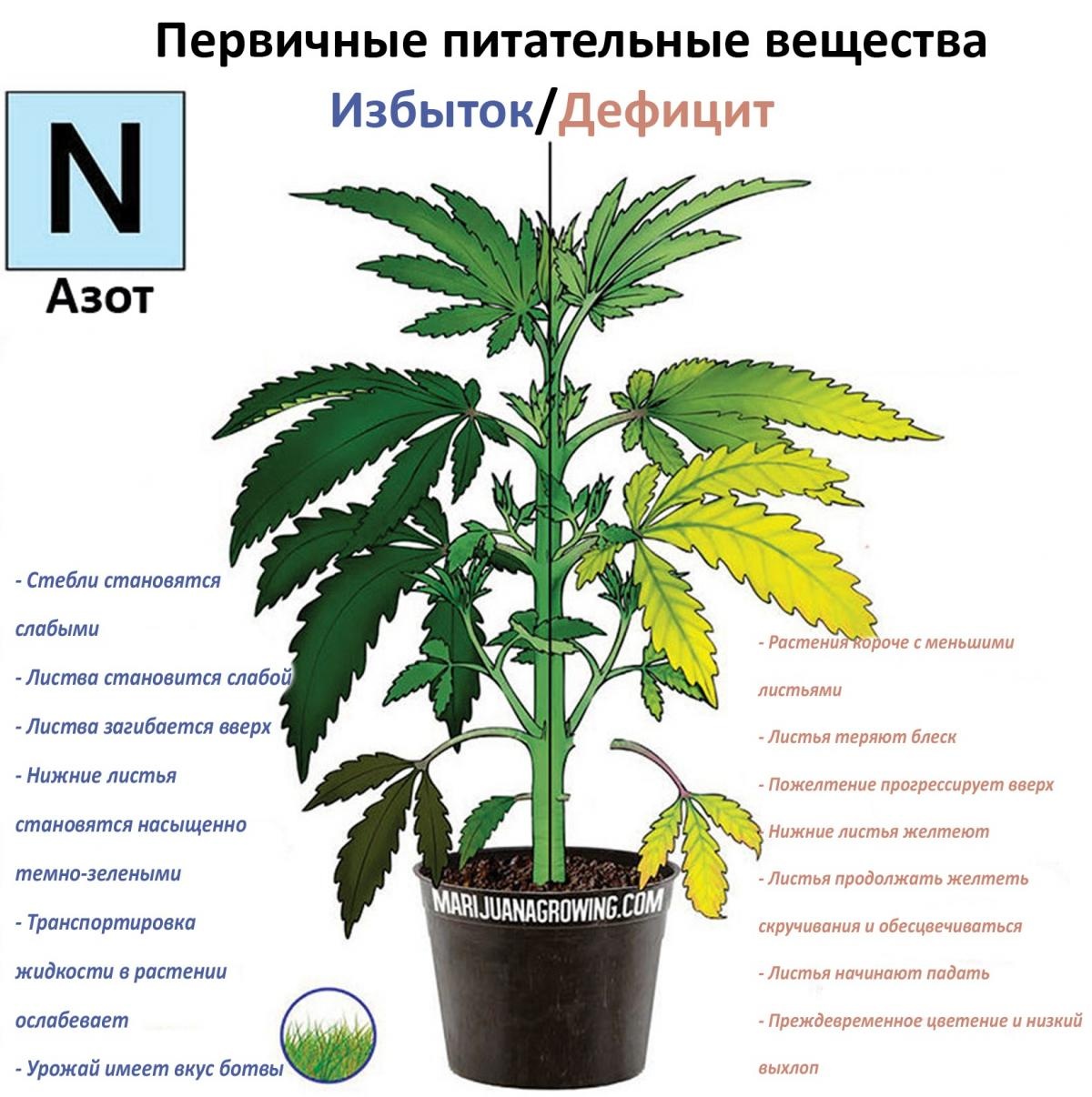 азот