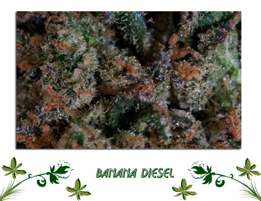 Banana Diesel сорт