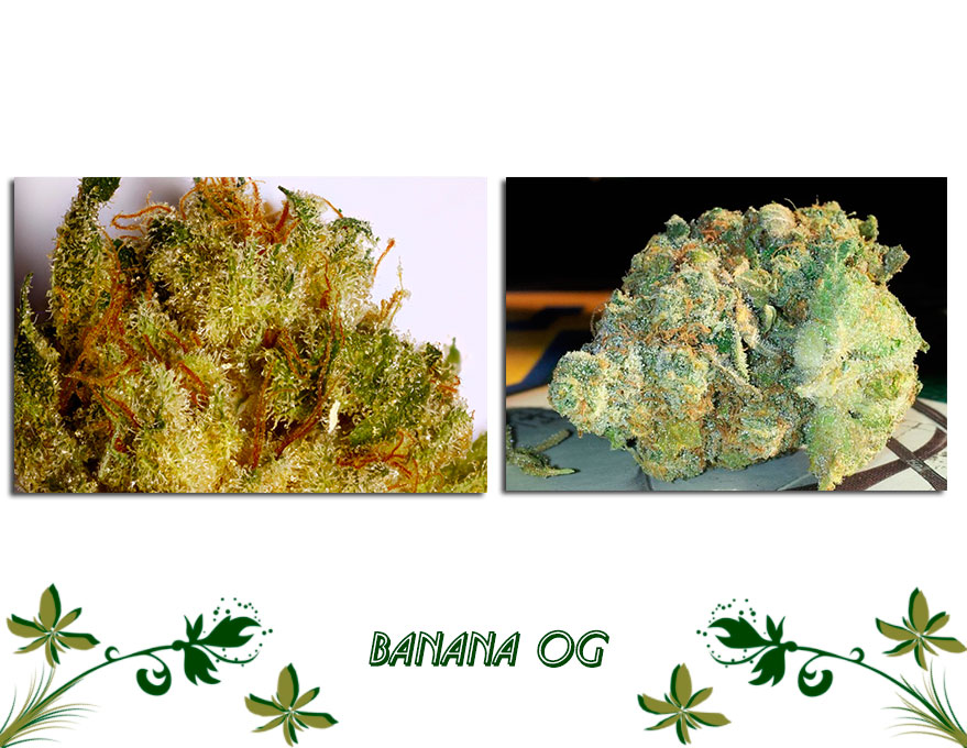 Banana OG сорт