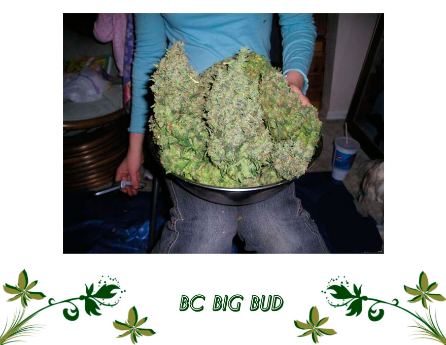 BC Big Bud сорт