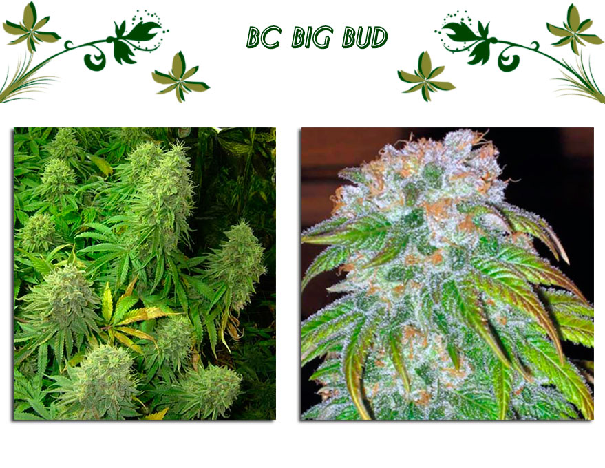 Bc Big Bud