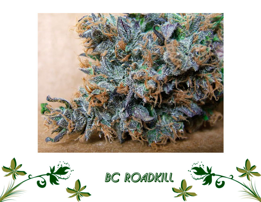 BC Roadkill сорт