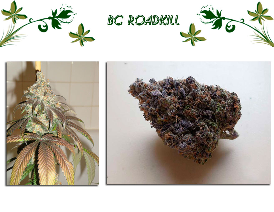 BC Roadkill