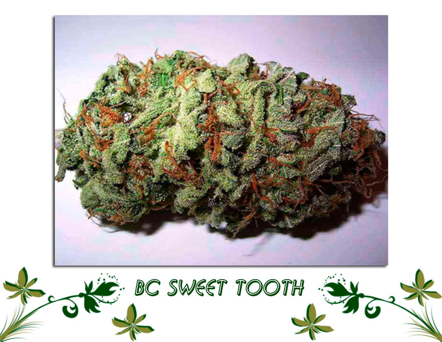 BC Sweet Tooth сорт