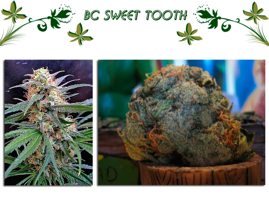 BC Sweet Tooth