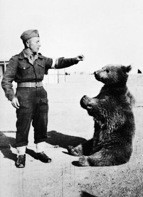 Bear 02