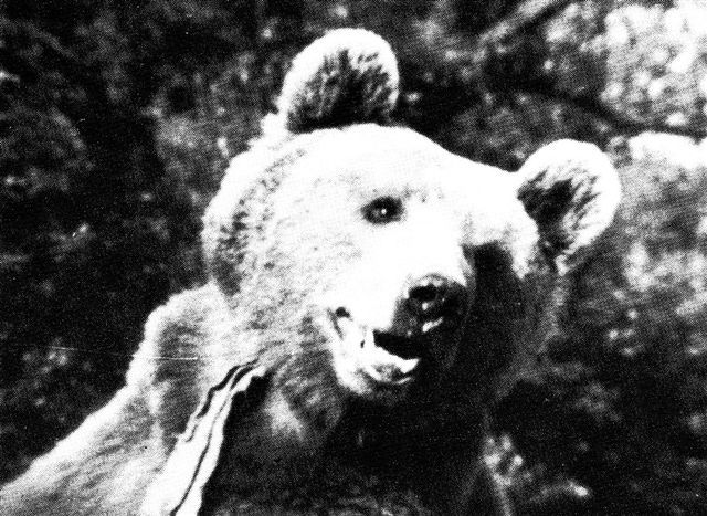 Bear 05
