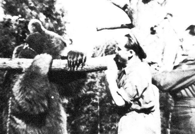 Bear 06