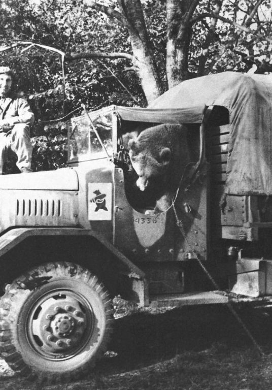 Bear 07