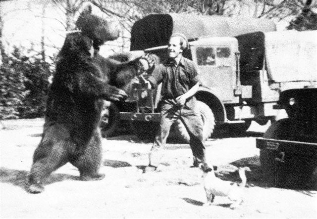 Bear 08