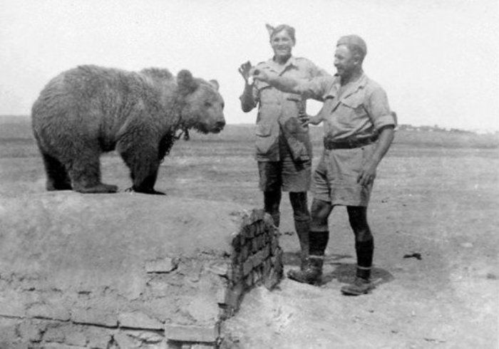 Bear 10