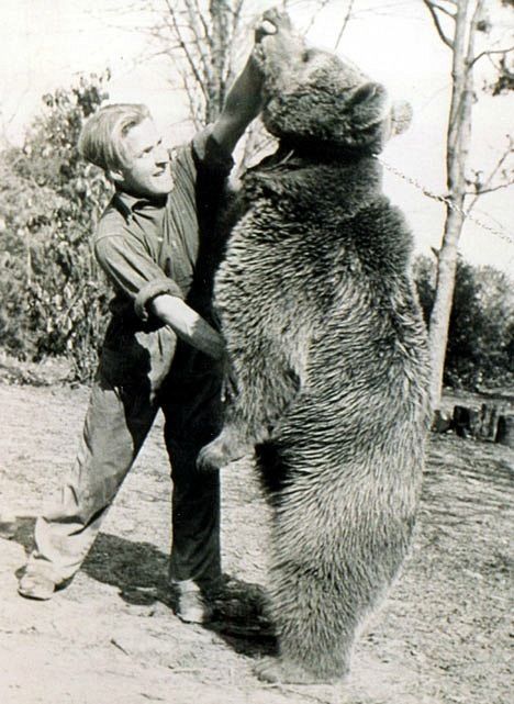 Bear 12