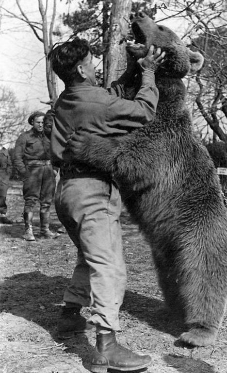 Bear 21