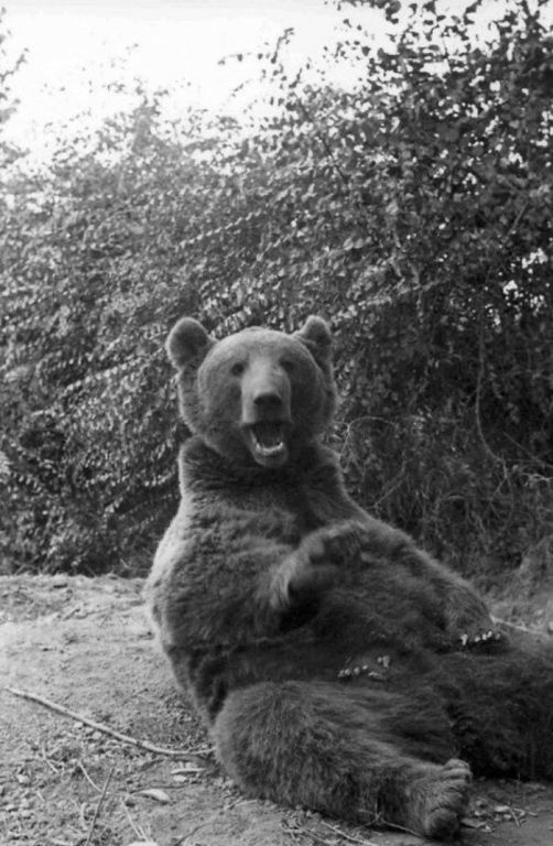 Bear 26