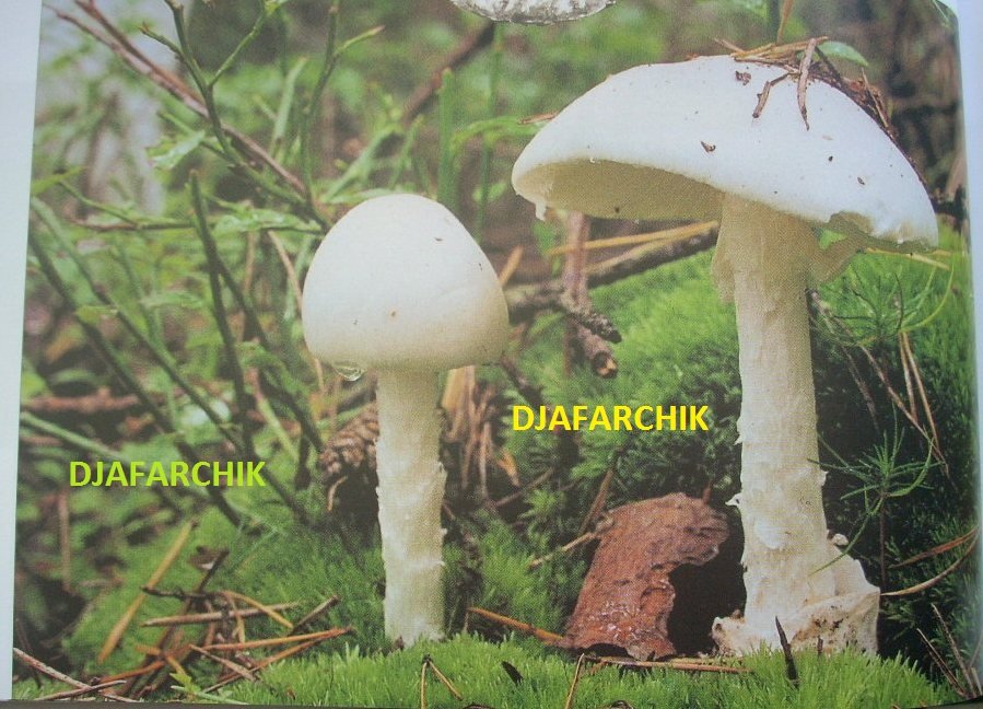 белая поганка 1