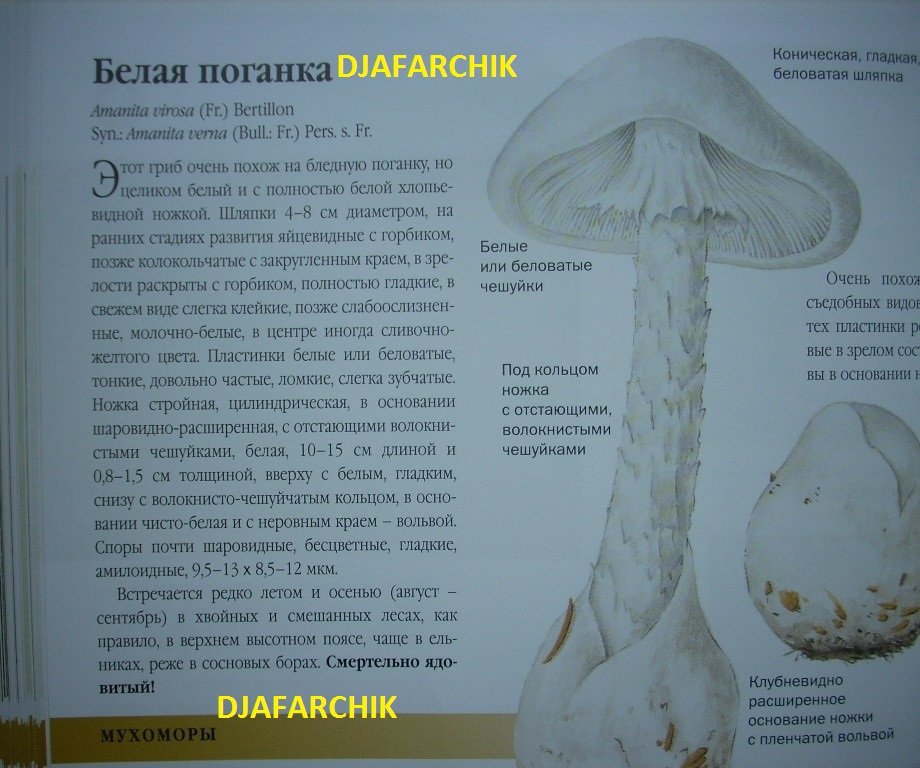 белая поганка