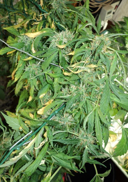 Белая русская