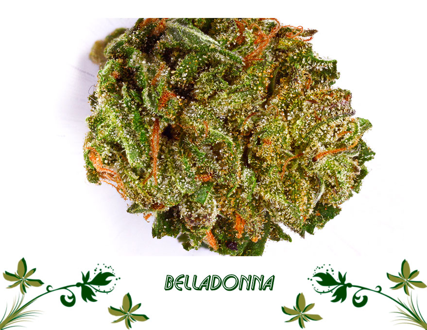 Belladonna сорт
