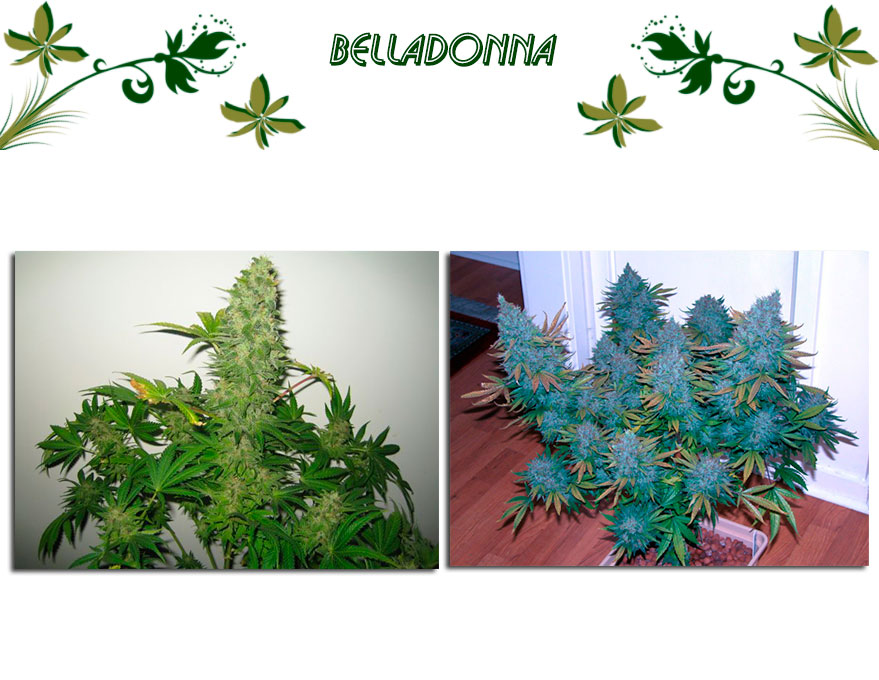 Belladonna