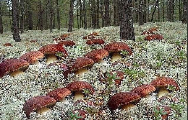 Безымянный