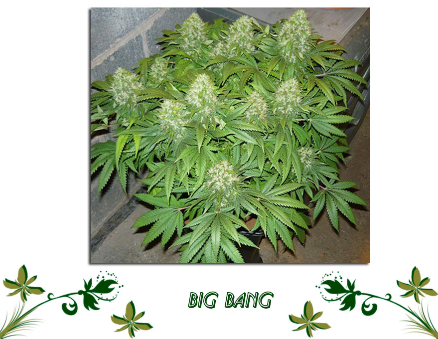 Big Bang сорт