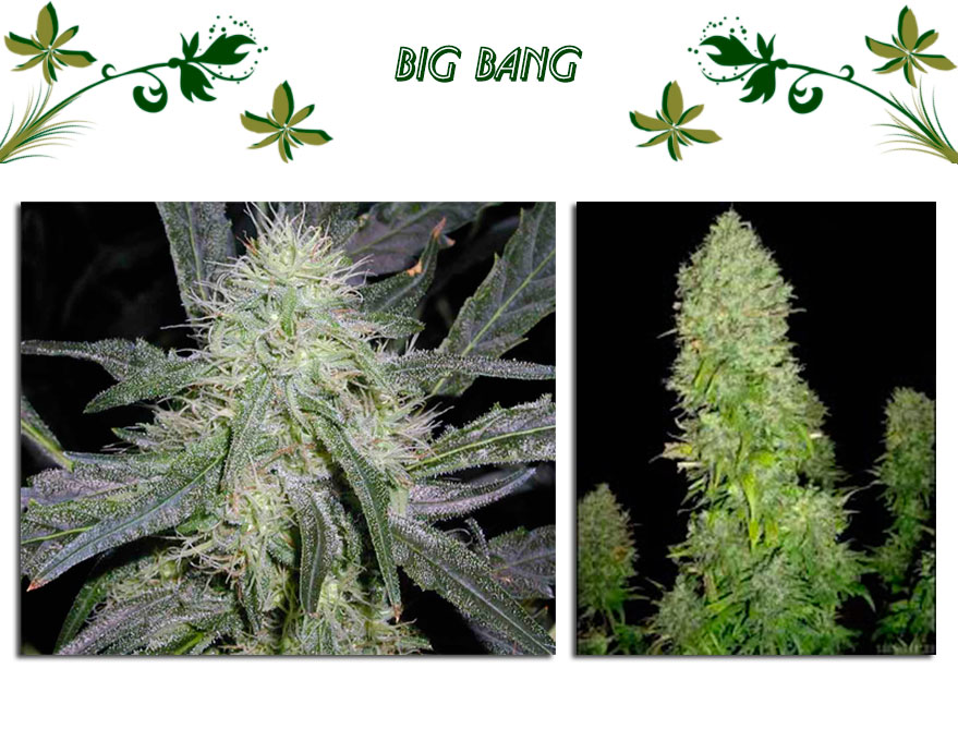 Big Bang