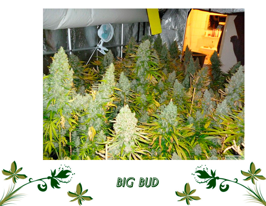 Big Bud сорт