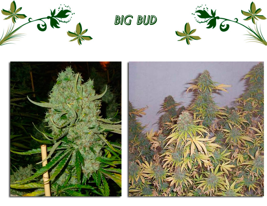 Big Bud